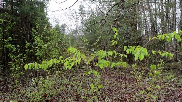 ( Мои стихи № 49 ) Пусть печаль моя погаснет в этот вечер ... 2005 г. смотреть онлайн