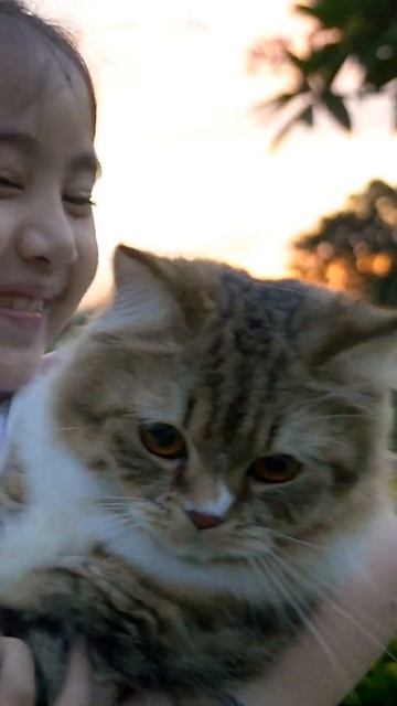 Why are cats stubborn? #Shorts смотреть онлайн
