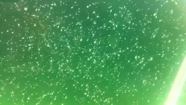 Larve stenophus 20-06-11 смотреть онлайн