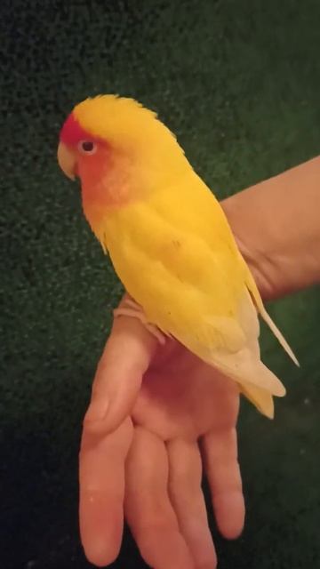 Ручной попугайчик #попугайчики #lovebirds #неразлучники #попугай смотреть онлайн