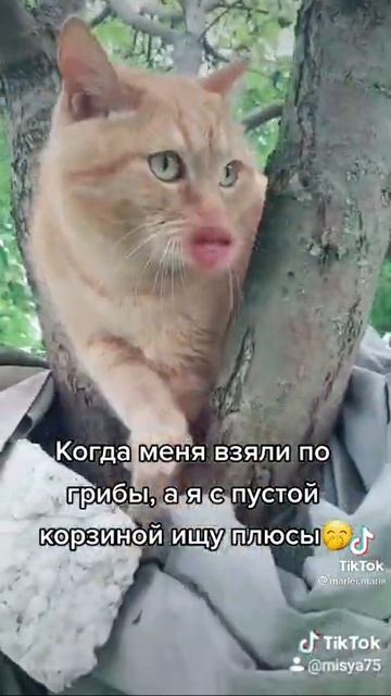 Кот говорящий рот. Когда меня взяли по грибы, а я с пустой корзиной ищу плюсы. смотреть онлайн