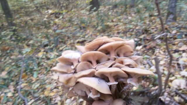 збираємо осінні опеньки смотреть онлайн