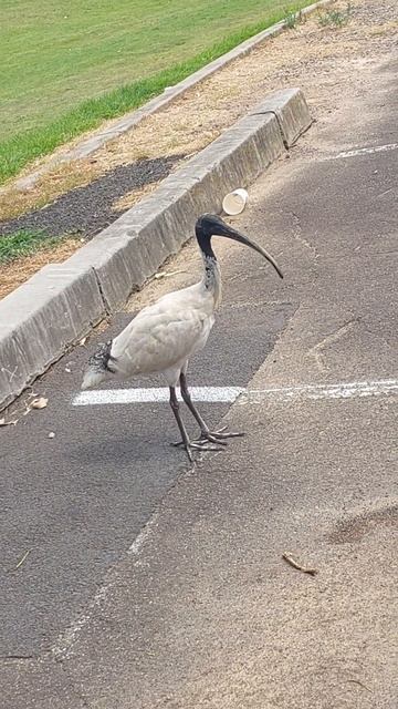 WHITE IBIS BIRD🇦🇺🦅🕊🦜#ibis #ibisbird#birds#bird#birdwatching#birdsounds#birdslover#australia#birdlif смотреть онлайн