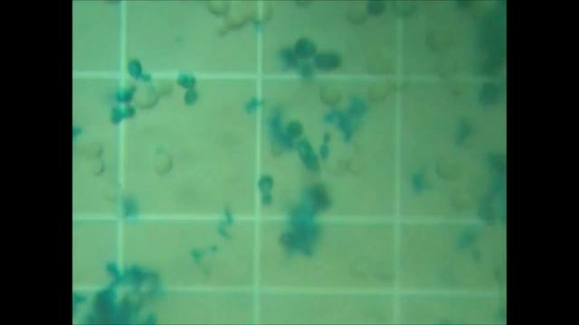 Cytotoxicity   Saccharomyces  Cerevisiae KR