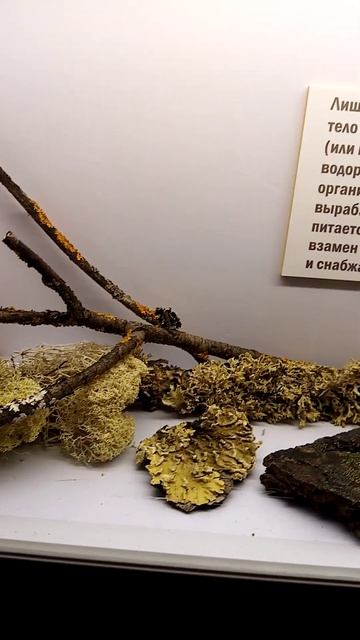 #Лишайники-симбиоз_грибов_и_водорослей#м.Тимерязева#art#live#мир#games#flora#organika#like#news# смотреть онлайн