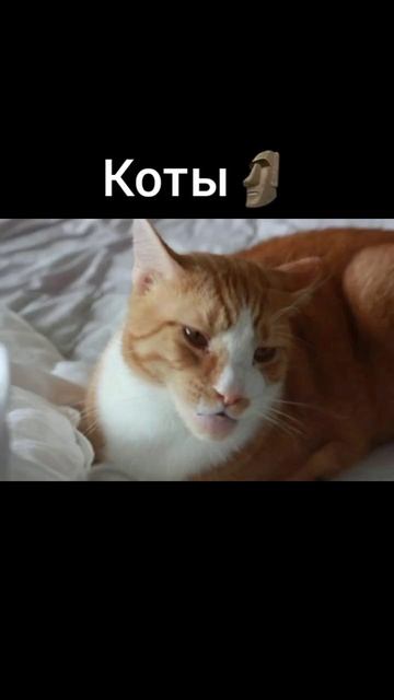 #shorts смотреть онлайн