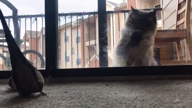 Cockatiel mocking kitty смотреть онлайн