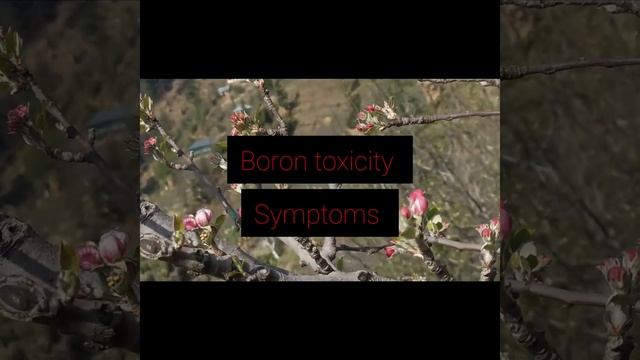 Boron Vs Boric Acid ? 🍎Pink bud spray in Apple | Boron spray | Boric Acid Powder Uses смотреть онлайн
