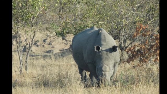 Kruger National Park, The Big 5, Birdlife, Reptiles, Antelope and so much more смотреть онлайн