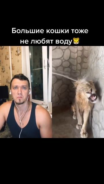 Большие кошки тоже не любят воду #лев #подписывайся #subscribe #shortsvideo #рекомендации #stitch смотреть онлайн