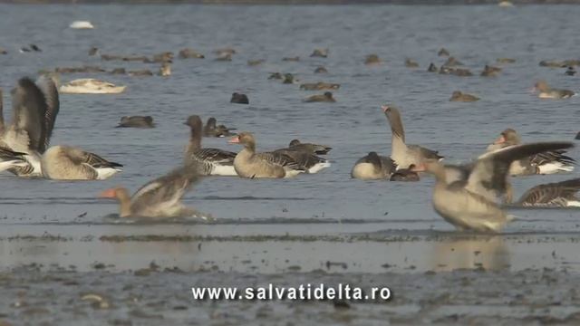 Delta Semper смотреть онлайн