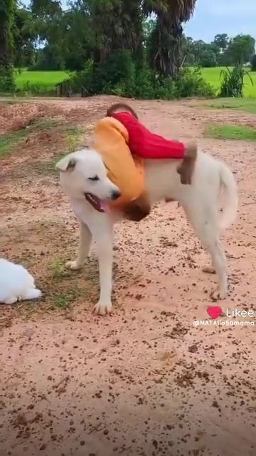 Собакака,кролик и обезьяна смотреть онлайн