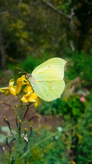 Himalayan Brimstone butterfly смотреть онлайн