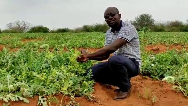 Melon mosaic virus смотреть онлайн