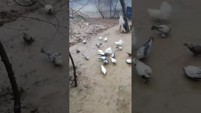 Кафтари регар смотреть онлайн