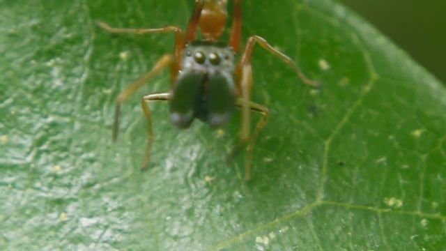 ヤガタアリグモ Myrmarachne elongata の雄 смотреть онлайн