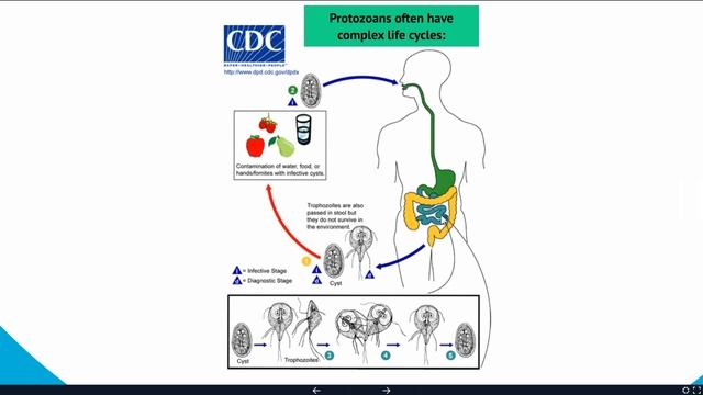 Immune System Lecture Part 2 смотреть онлайн