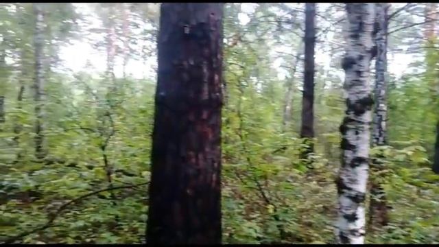 Охота за грибами.