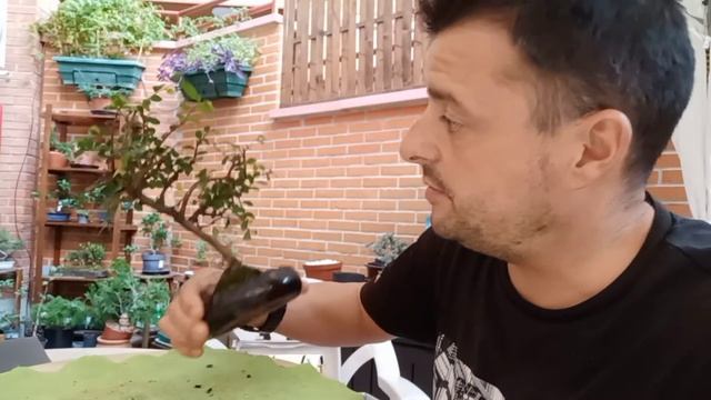 Poda Para OLMO CHINO O PARVIFOLIA En Otoño 😉🍁#chino #otoño #poda