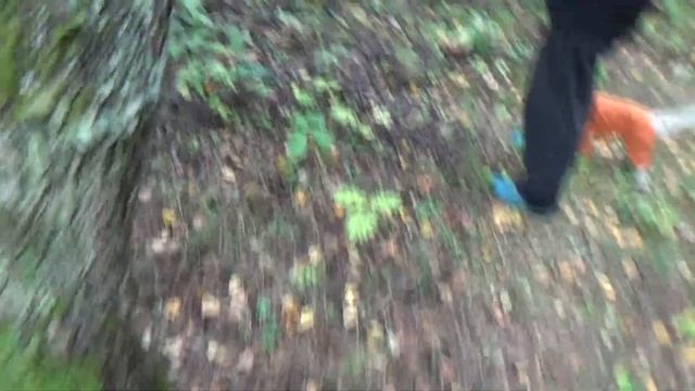 Коп и сбор грибов