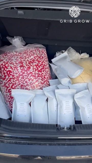 Оптовый заказ мицелия Ежовика Гребенчатого и твёрдых желатиновых капсул