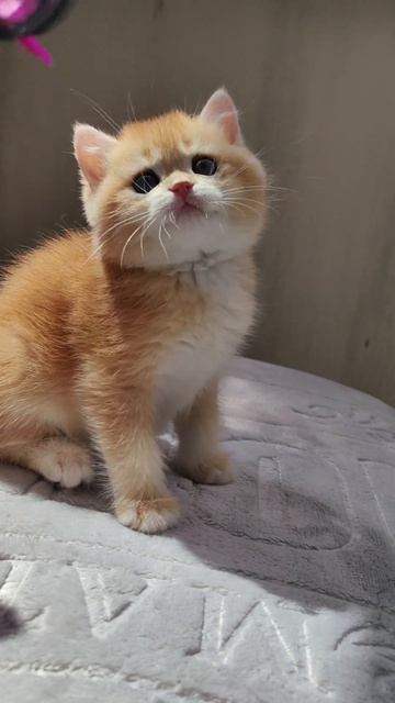 Британский мальчик в окрасе золотая шиншилла ny 12 смотреть онлайн