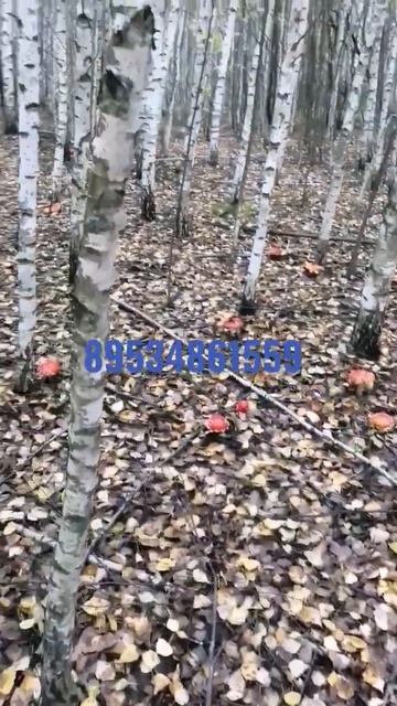 #мухомор# #микродозинг#шаман#йога#броситьпить#броситькурить#лес#лечение#шаманкинг#кайф#кайфули#жизн