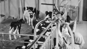 Животноводческий комплекс Вороново, 1974