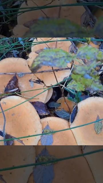 Шикарные подосиновики. Целое семейство. смотреть онлайн