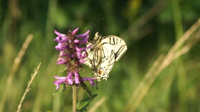 Otakárek fenyklový - Papilio machaon смотреть онлайн