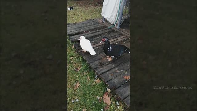 Соседские утки пришли к нам на участок смотреть онлайн