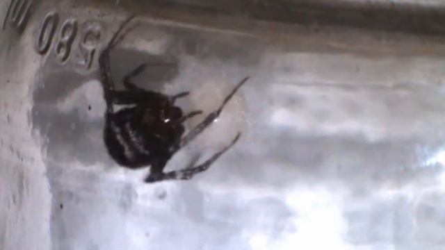 False black widow lays eggs - Falsa vedova nera ovidepone - Steatoda grossa смотреть онлайн