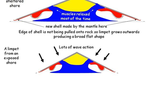 Shell Shape in Limpets смотреть онлайн