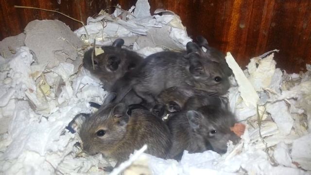 Kék degu babák/Blue degu babys/Octodon degus смотреть онлайн