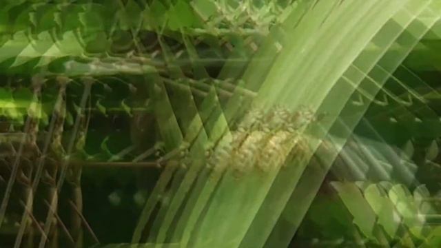 （昆虫注意、変な生き物、観光スポット）日本一小さいセミ～イワサキクサゼミと景色を楽しむドライブ смотреть онлайн