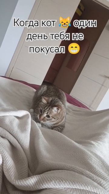 эх было время 🕘 #кавачи #кот #герои #iq смотреть онлайн