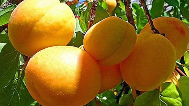 Лейлек жергем - Курбаналы Сабыров