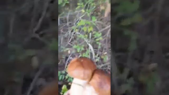 Весело собираем белые грибы смотреть онлайн