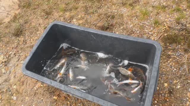 Зарыбля окуня в пруд правильно. Через соль смотреть онлайн