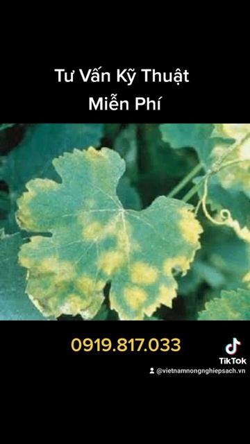 BỆNH MỐC SƯƠNG GÂY HẠI TRÊN CÂY NHO