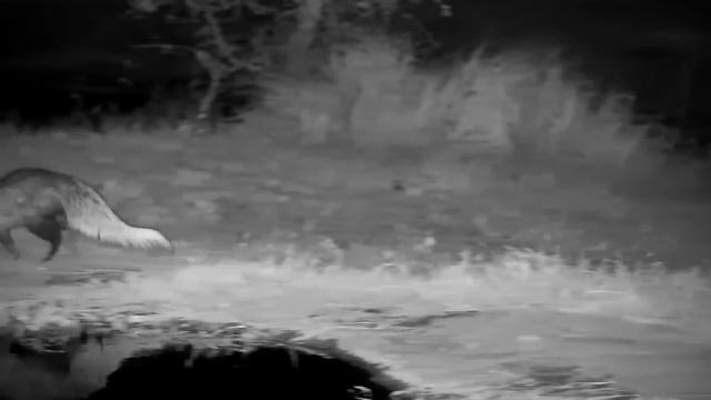 Djuma: White-tailed Mongoose - 20:29 - 08/18/21 смотреть онлайн
