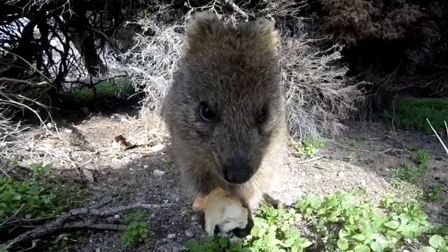 Quokka The happiest animal in the world! Travel Video Rottnest Island Perth смотреть онлайн