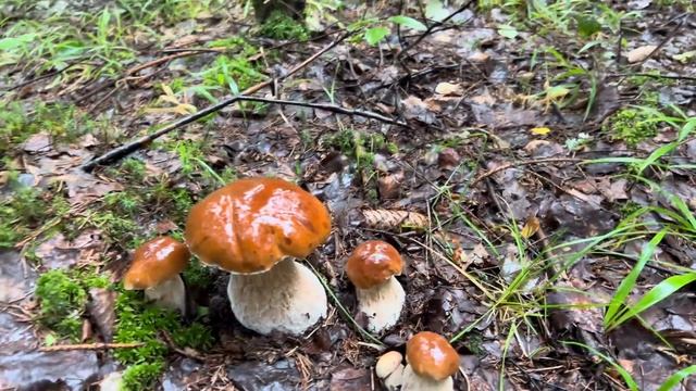 Грибной итог 2023 ! Лето часть 3 !