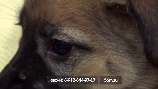 Программа «Шанс» Сильвия смотреть онлайн