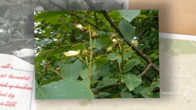 Taphrina padi - fungi kingdom смотреть онлайн