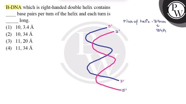 B-DNA which is right-handed double helix contains
base pairs per turn of the helix and each turn... смотреть онлайн