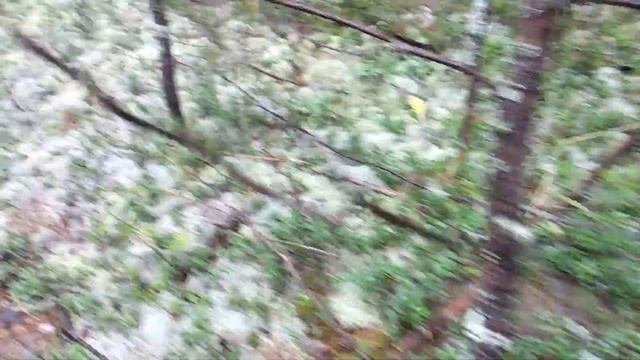 Боровики на беломошье в Муромцево смотреть онлайн
