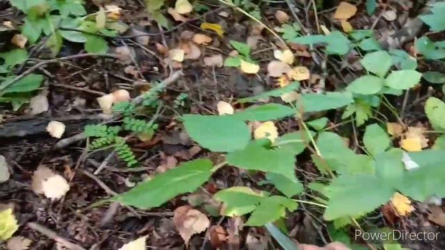 Приглашаем вас на тихую охоту .... смотреть онлайн