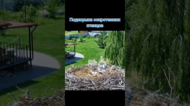 Кормление осиротевших птенцов смотреть онлайн