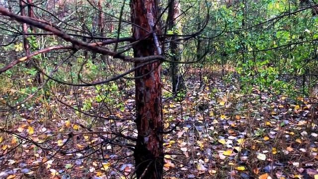 Наши лесные приключения, во время дождя за грибами! смотреть онлайн
